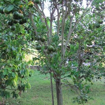 Citrus reticulata