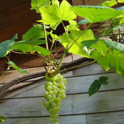 Vitis vinifera 'Himrod' - 