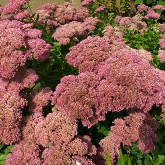 Sedum  'Herbstfreude'