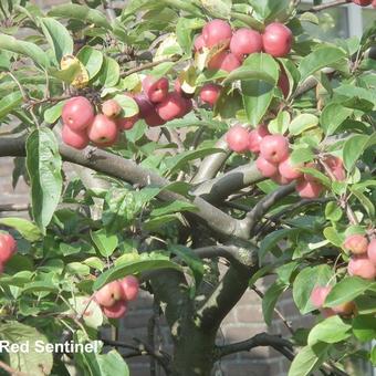 Malus 'Red Sentinel'