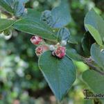 Cotoneaster - Zwergmispeln