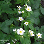 Ranunculus aconitifolius - Eisenhutblättriger Hahnenfuß