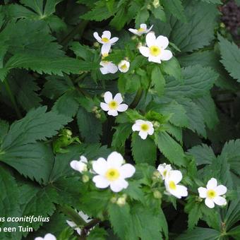 Ranunculus aconitifolius