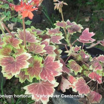 Pelargonium x hortorum 'Vancouver Centennial' (stellar type)