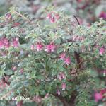 Fuchsia microphylla - 