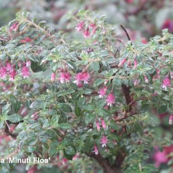 Fuchsia microphylla