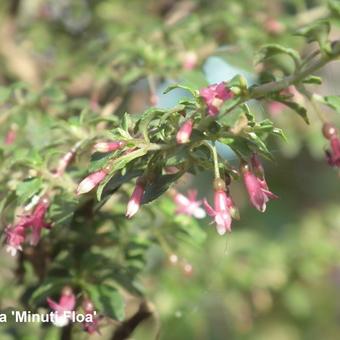 Fuchsia microphylla