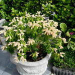 Pieris japonica 'Sarabande' - 