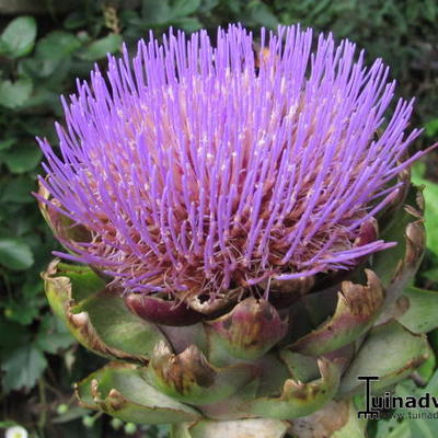 Artichaut - Cynara scolymus