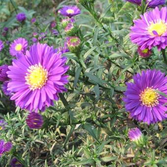 Aster alpinus 'Dunkle Schöne'