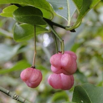 Euonymus europaeus