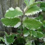 Mentha suaveolens 'Variegata' - 