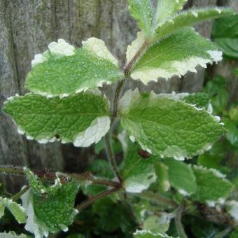 Mentha suaveolens 'Variegata'