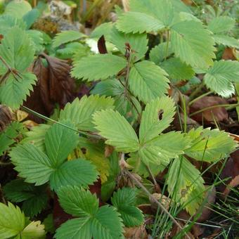 Fragaria Vesca 'Blanc Ameliore'