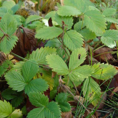 Fragaria Vesca 'Blanc Ameliore' - 