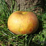 Malus domestica ´Joseph Musch´  - 