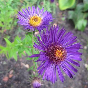 Aster novae-angliae 'Marina Wolkonsky'