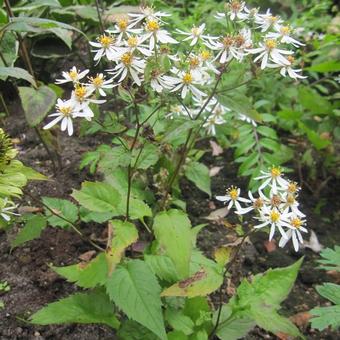 Aster divaricatus 'Tradescant'