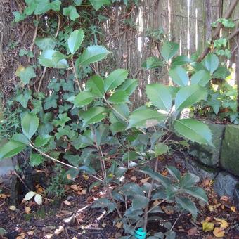 Osmanthus x fortunei