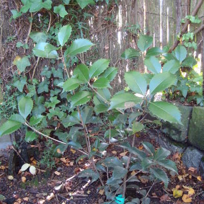 Osmanthus x fortunei