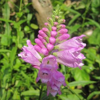 Physostegia virginiana 'Bouquet Rose'