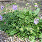 Scabiosa vestita - 