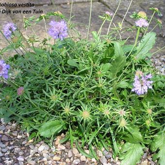 Scabiosa vestita