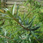 Hippophae rhamnoides 'Leikora' - Hippophae rhamnoides 'Leikora'