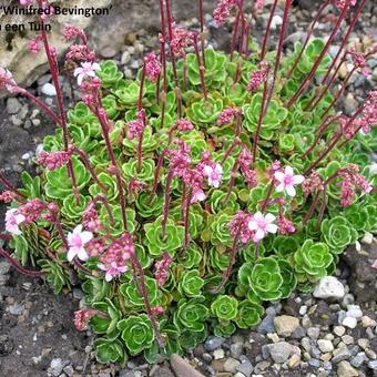 Saxifraga 'Winifred Bevington'