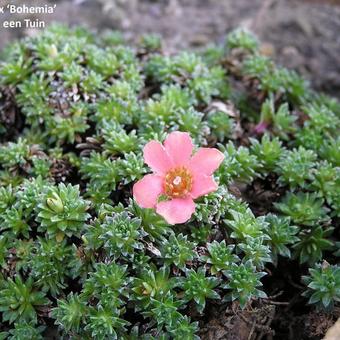 Saxifraga 'Bohemia'