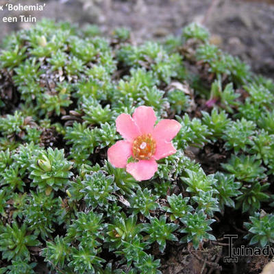 Saxifraga 'Bohemia' - 