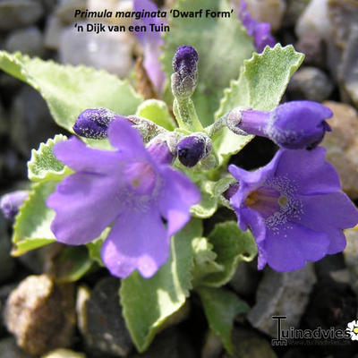 Primula marginata 'Dwarf Form'  - 