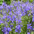 Veronica austriaca 'Knallblau'