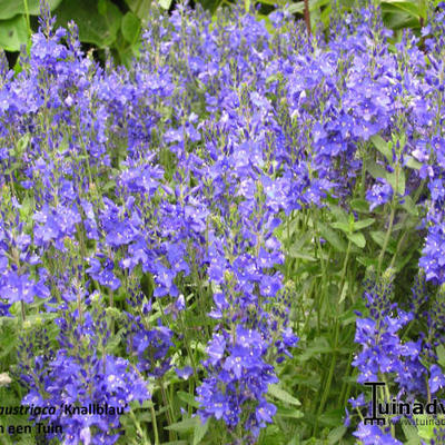 Veronica austriaca 'Knallblau'