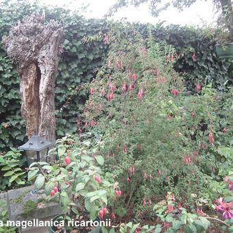 Fuchsia magellanica 'Riccartonii'