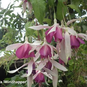 Fuchsia 'Windhapper'