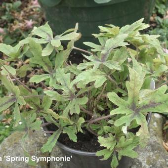 Tiarella cordifolia 'Spring Symphony'