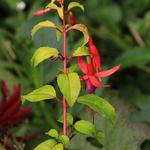 Fuchsia 'Genii' - 