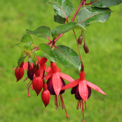 Fuchsia 'Mrs Popple'