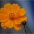 Cosmos sulphureus