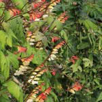 Ipomoea lobata - Sternwinde