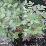 Sorbus reducta - 