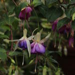 Fuchsia 'Delta's Sara' - 