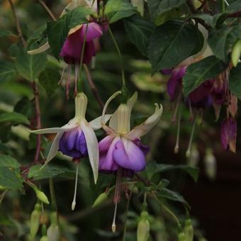 Fuchsia 'Delta's Sara'