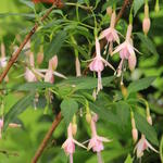 Fuchsia 'Whiteknight's Pearl' - 