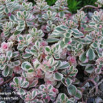 Sedum spurium 'Tricolor' - Sedum spurium 'Tricolor'