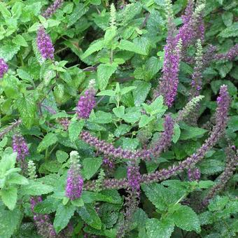 Teucrium hyrcanicum