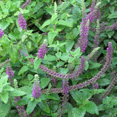 Teucrium hyrcanicum - Teucrium hyrcanicum