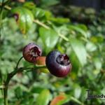 Vaccinium corymbosum 'Darrow' - 