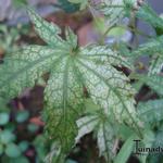 Acer palmatum 'First Ghost' - 